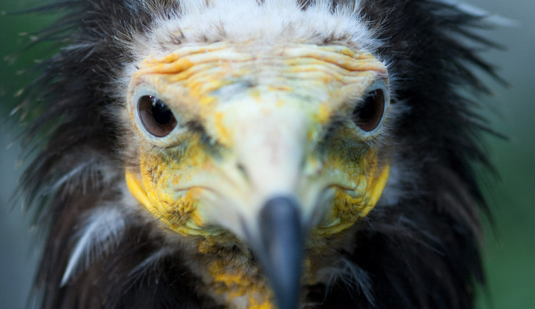 Liberecká zoo se připojí k oslavám Mezinárodního dne supů
