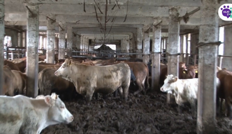 Krávy žily v půl metru vlastních výkalů. Ochránci podali trestní oznámení