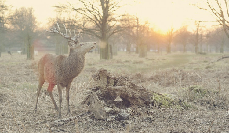 Jelení výběh bude pro veřejnost opět uzavřený, začíná jelení říje
