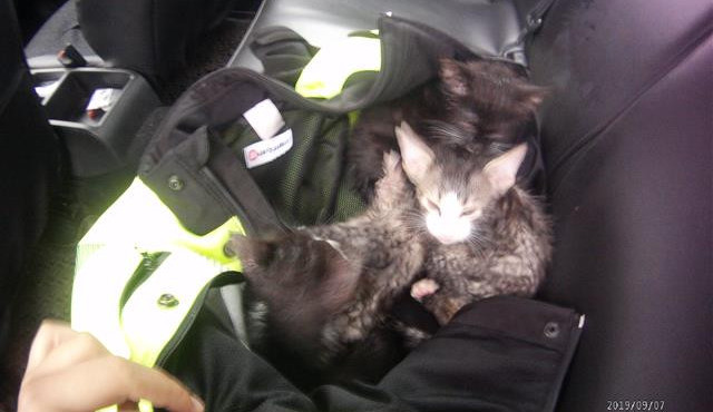 V Brně někdo pohodil čtyři malá koťata, skončila v útulku strážníků