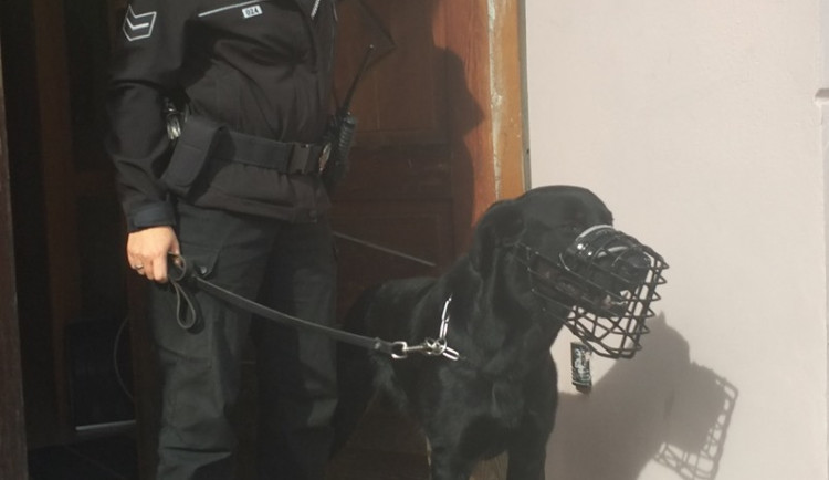 Strážníci v České Lípě mají novou posilu, čtyřnohého Lancelota