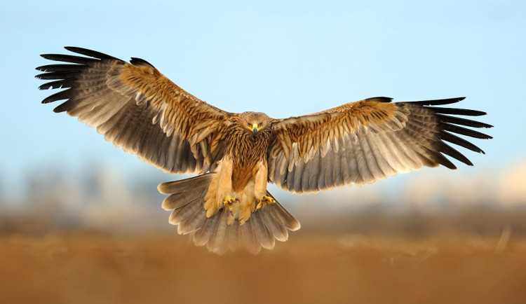 Kriticky ohroženému orlu královskému se na jižní Moravě daří. Jen letos vyvedli šest mláďat