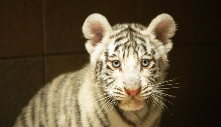 Liberečtí politici zvou na společnou procházku do ZOO