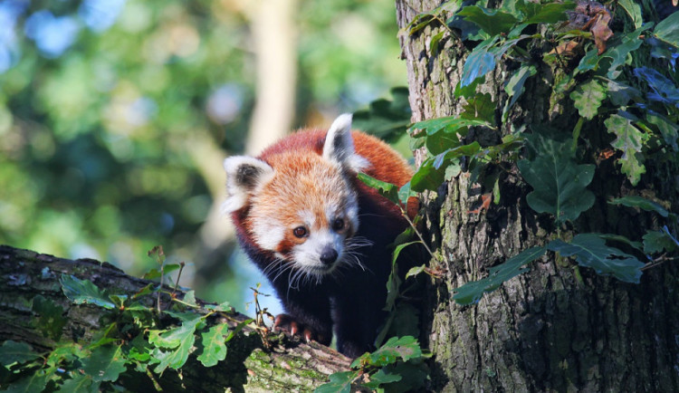 Brněnská zoo se obohatila o novou samičku pandy červené jménem Oshin