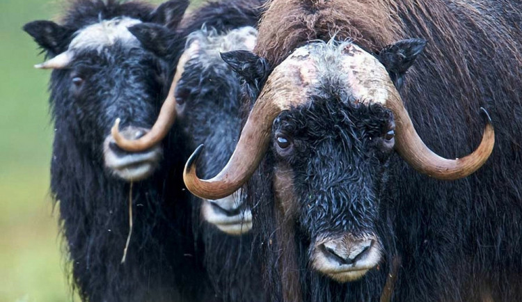 Do brněnské zoo přibydou pižmoni