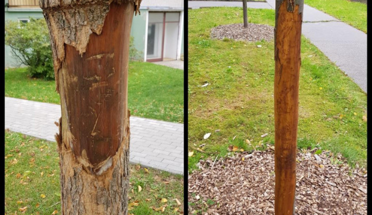 V Hejnicích na sídlišti si děti našly pěknou zábavu, ničí zdejší stromy