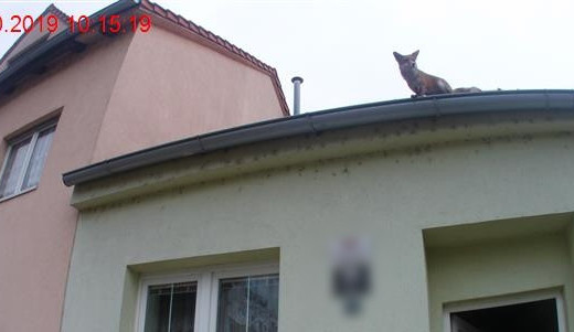 Liška na střeše
