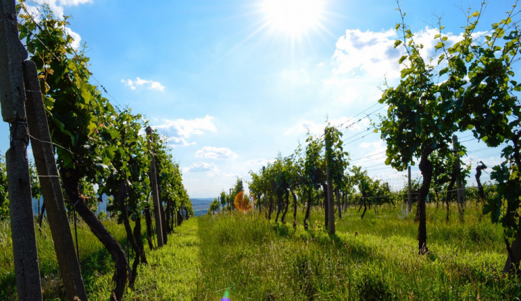 Obrovská hejna špačků likvidují vinařům na jižní Moravě nejkvalitnější hrozny