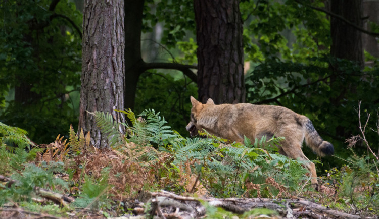 Šel fotit jeleny a narazil na vlky. Jedinečné setkání zažil fotograf v Lužických horách