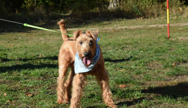 Speciální dieta, antibiotika, hospitalizace... Denní kolotoč libereckého spolku Šance zvířatům