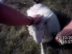 VIDEO: Strážníci zachránili ovečku, kterou uvěznil trnkový keř
