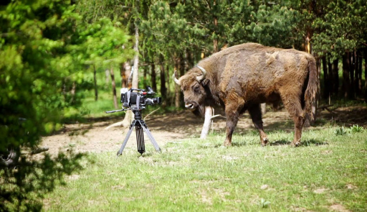 Film liberecké zoo o zubrech zabodoval na festivalu EKOFILM a získal Cenu prezidenta festivalu