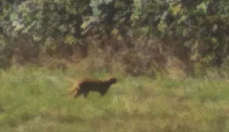 Kočkovitá šelma zůstává na Jablonecku, město nedoporučuje chodit do lesů