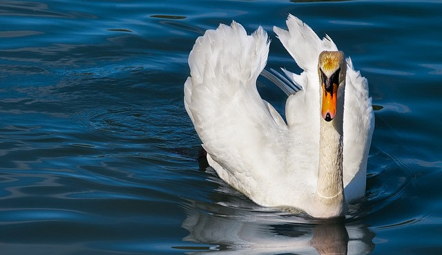 Přivolali strážníky ke zraněné labuti. Podle hlídky byla jen přežraná a líná