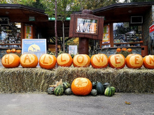Pestrá oslava se vším všudy. Zoo Brno nabídne na Halloween dýně zdarma nebo světelnou show