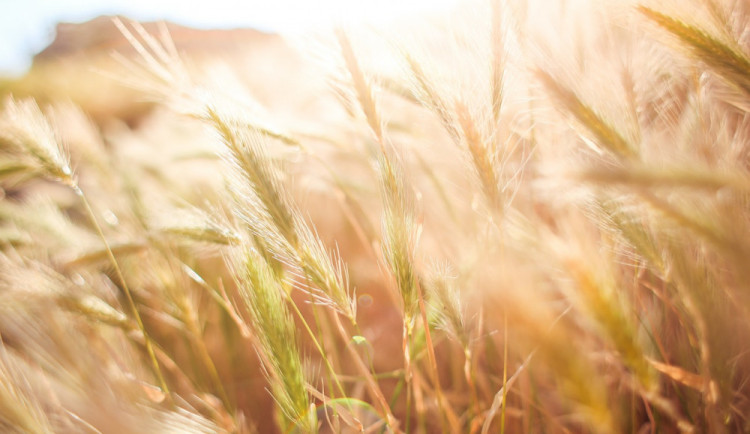 Obrázek je ilustrační.