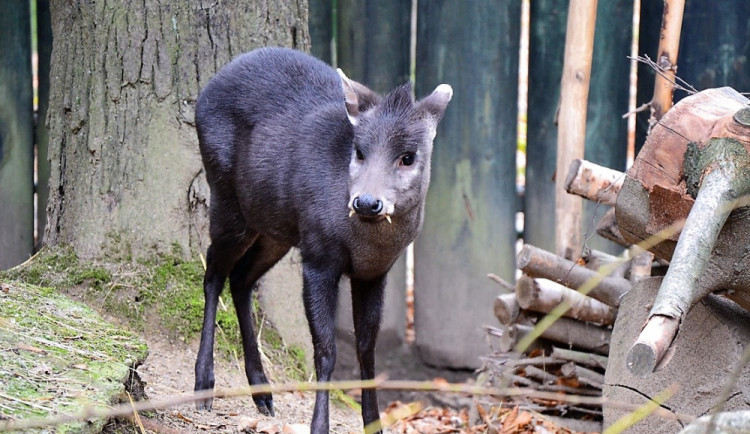 Do liberecké zoo přicestovala nová obyvatelka v podobě samičky muntžaka chocholatého