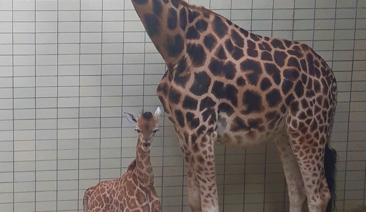 Zoo Liberec se rozrostla o mládě ohrožené žirafy Rothschildovy