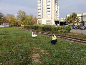 Po Poříčí se procházela zraněná labuť, strážníci ji převezli do Ptačího centra