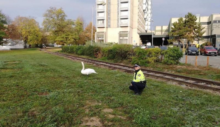 Za zraněnou labutí, která se včera ráno procházela po ulici Poříčí, vyjížděla hlídka brněnských strážníků.