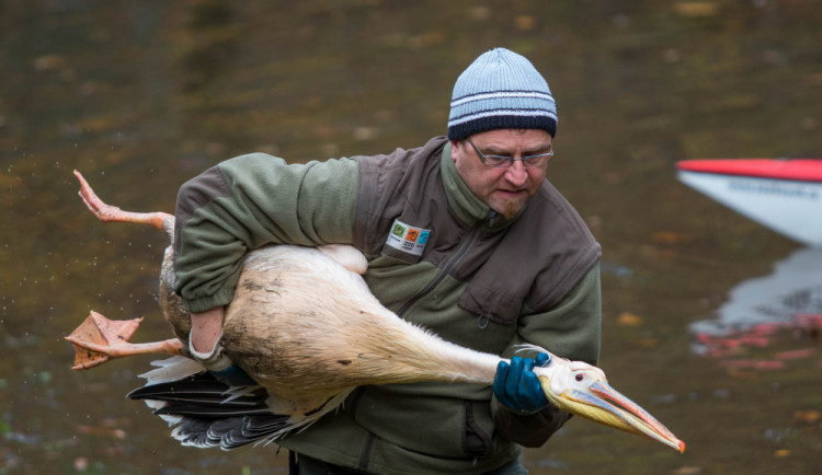 FOTO: Hon na pelikány. V liberecké zoo je naháněli na souši i ve vodě