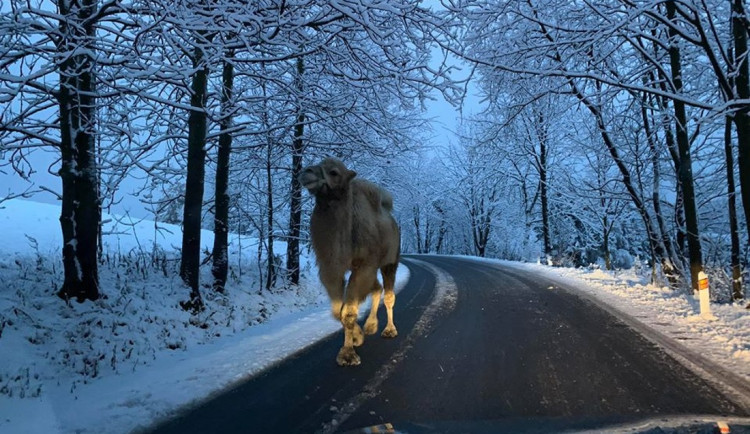 Mezi vločkami můžete na silnici v Jizerkách potkat ledacos, třeba velblouda