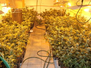 Kriminalisté odhalili pěstírnu marihuany. Zabavili skoro dvě stovky rostlin