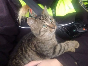 Brněnští strážníci zachránili tříměsíční kotě schoulené na protihlukové bariéře