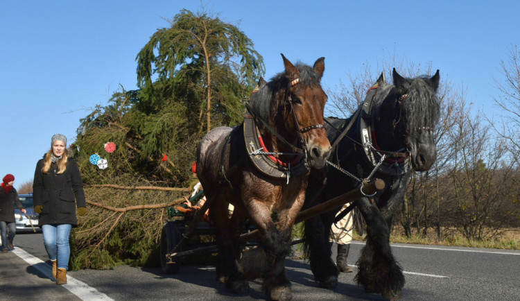 Na Svoboďák včera dorazil třináctimetrový vánoční strom tažený koňským povozem