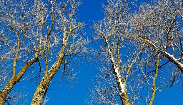 Jablonečáci s peticí za vykácenou alej u vedení města nepochodili