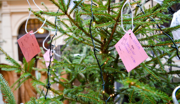 Na liberecké radnici je opět Strom přání, kartičku na něj mohou zavěsit děti i dospělí