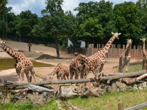Brněnská zoo letos sčítá přes tři sta tisíc návštěvníků. Mají našlápnuto k překonání rekordu