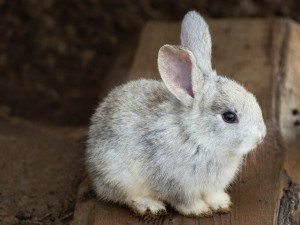 Chovatelé zakrslých králíků varují před nákupem mazlíčků z řetězců