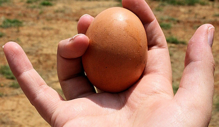 Strážníci byli přivoláni kvůli házení vajec. Nakonec to vypadalo spíš na problém s hlasitou hudbu