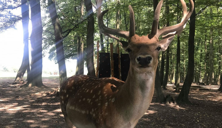 Za daňky na kole. Žebětín a oboru Holedná spojuje nová cyklostezka