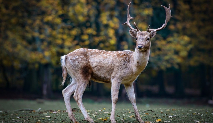 Neznámý pytlák zastřelil daňka, jeho hlavu si nechal