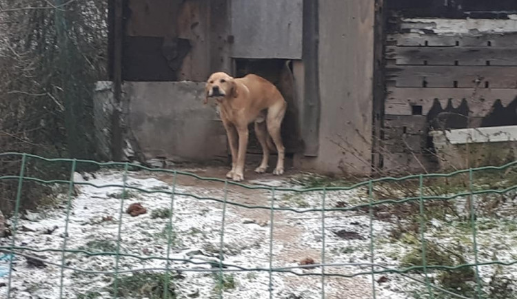 FOTO: Zubožený Árny žil ve stodole. Včera byl odebrán. Majitelku čeká stíhání