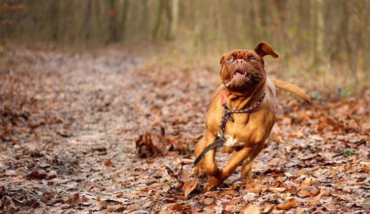 Obrázek je ilustrační.