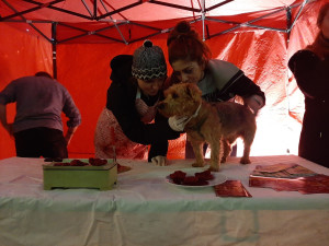 V Brně se prodávali vánoční psi. Aktivisté chtěli upozornit na týrání zvířat