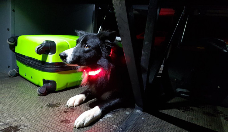 FOTO: Psovodi prohledávali autobusy na hranicích kvůli drogám. Objevili metamfetamin