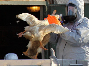 Veterináři varují před rizikem přenosu ptačí chřipky z Polska