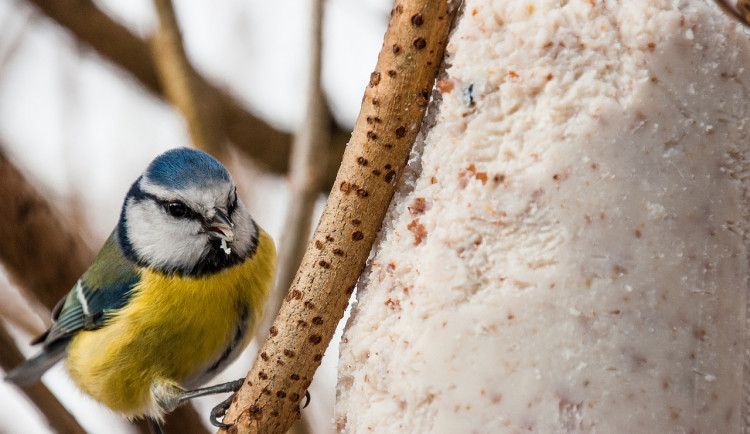 Česko bude počítat ptáky. Druhý ročník sčítání ptactva na krmítkách proběhne už tento víkend