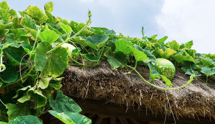 V Brně by mohly vzniknout vertikální parky. Pomůžou ochlazovat město