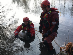 Brněnští hasiči zachránili z řeky zraněnou labuť, měla zlomené křídlo
