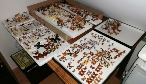Policisté u podezřelého prodejce našli devět tisíc vzácných motýlů v řádech milionů korun