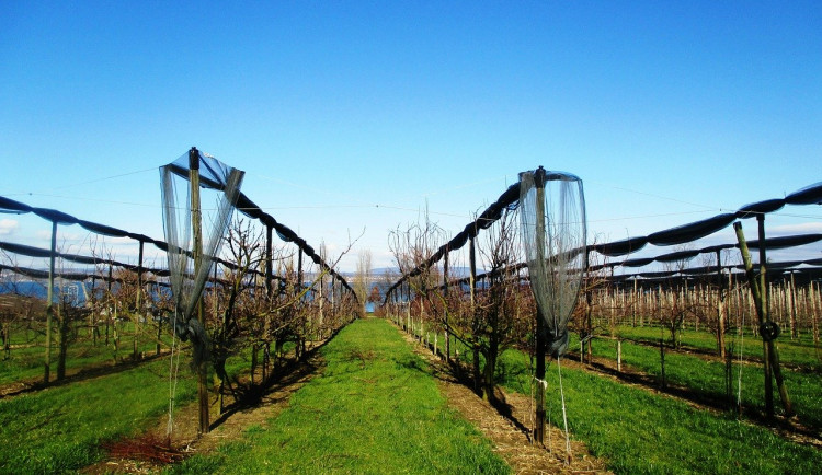 Obrázek je ilustrační.