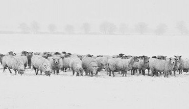 Vlci do české krajiny patří. Jsou ale nutná určitá opatření, říká farmářka Ivana Čílová