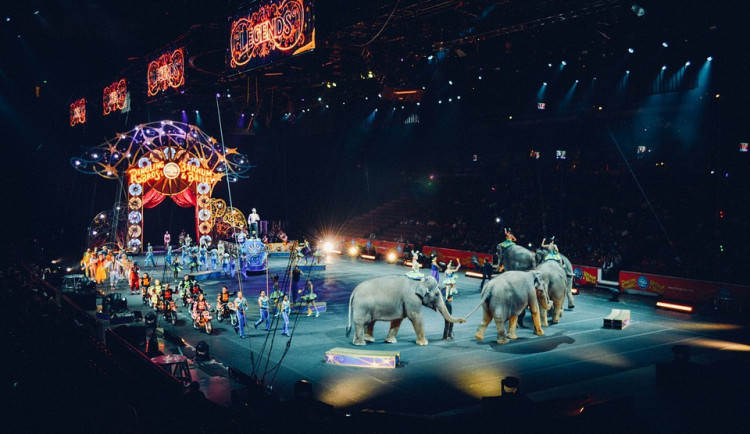 Asociace českých veterinářů požaduje úplný zákaz šelem v cirkusech
