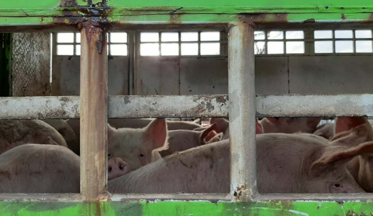 Převážená zvířata