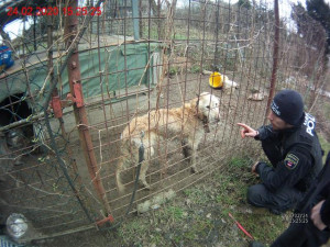 VIDEO: Brněnští strážníci odebrali majitelům zuboženého retrívra. Bez vody a jídla žil ve vlastních výkalech